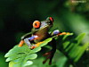 miniatura_frog 4 copia